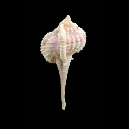 sallasi 53,0mm