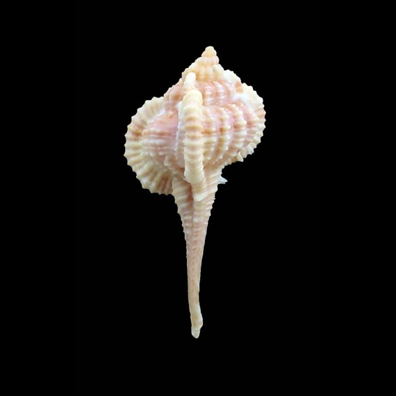 sallasi 53,0mm