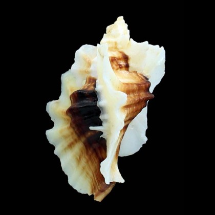 foliatum 68,0mm