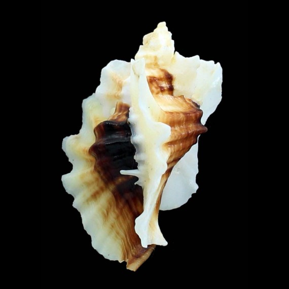 foliatum 68,0mm