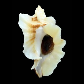 foliatum 68,0mm