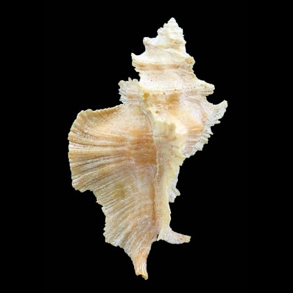 elatica 64,2mm RARE AND BIG