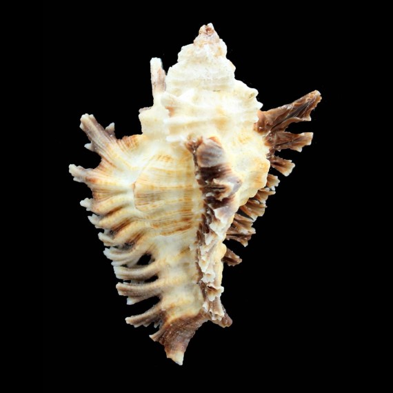 florifer 81,0mm BIG