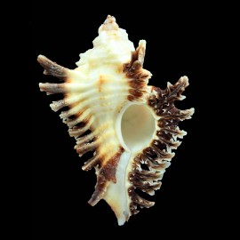 florifer 81,0mm BIG