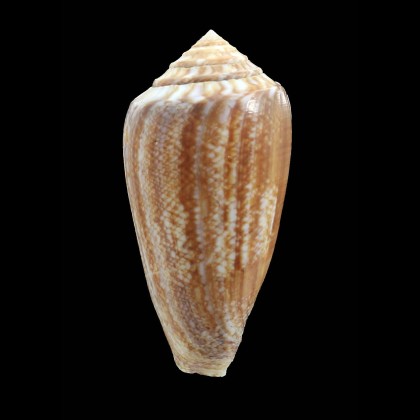 victoria 57,0mm superb