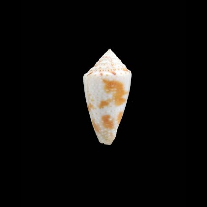 mindanus 27,3mm