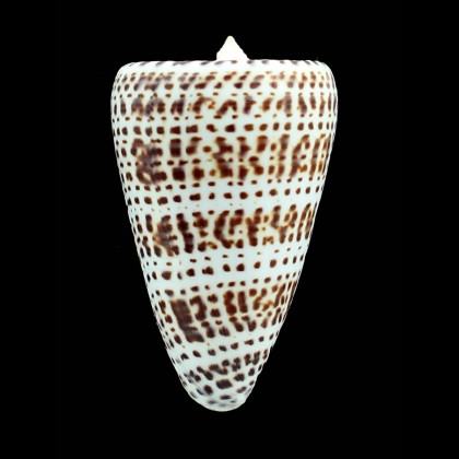 spurius atlanticus 74,0mm BIG