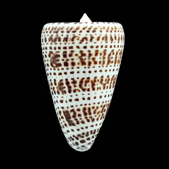 spurius atlanticus 74,0mm BIG