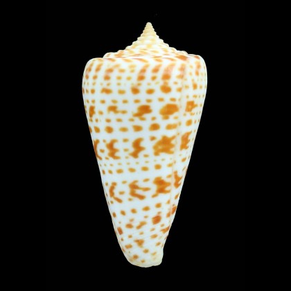 spurius proteus 58,0mm