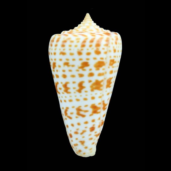 spurius proteus 58,0mm