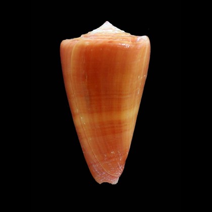 daucus 55,0mm DARK COLOR