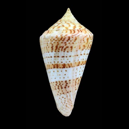 delesserti 83,5mm GIANT