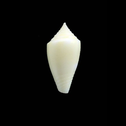 bahamensis 20,0mm