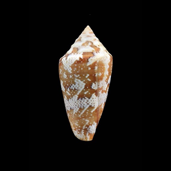 curassaviensis 41,2mm