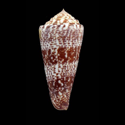 thomae 77,0mm SUPERB