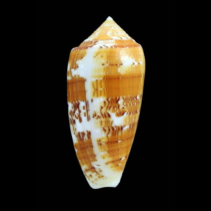 floccatus magdalenae 68,0mm
