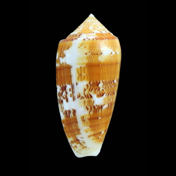 floccatus magdalenae 68,0mm