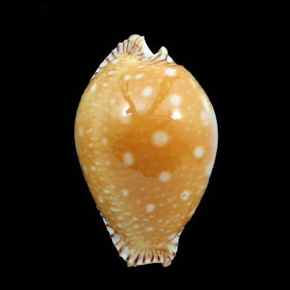 guttata 59,5mm
