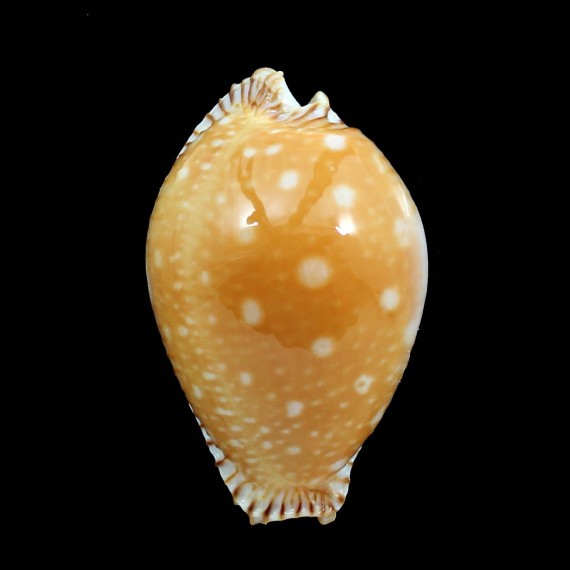 guttata 59,5mm