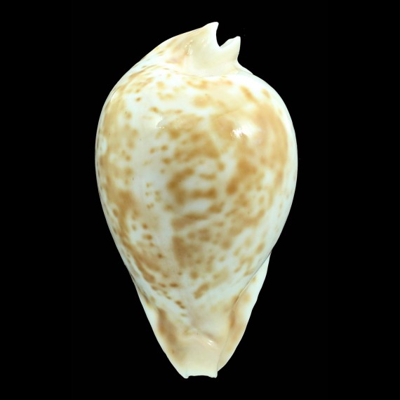 hesitata 110,1mm GIANT