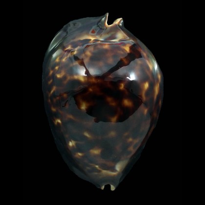thersites 72,0mm DARK