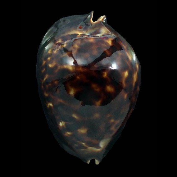thersites 72,0mm DARK