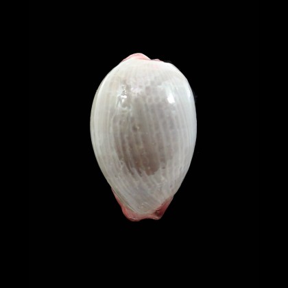 reevei 41,0mm