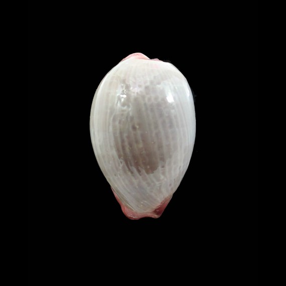 reevei 41,0mm