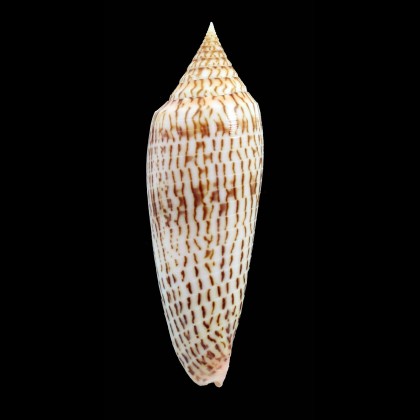 ranonganus 84,8mm SUPERB
