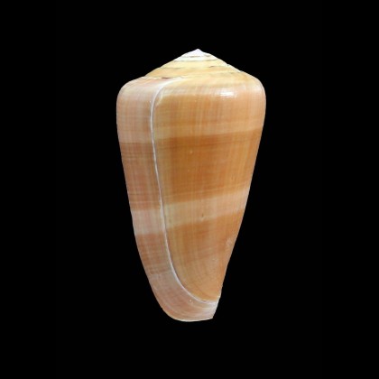 lohri 53,0mm SUPERB