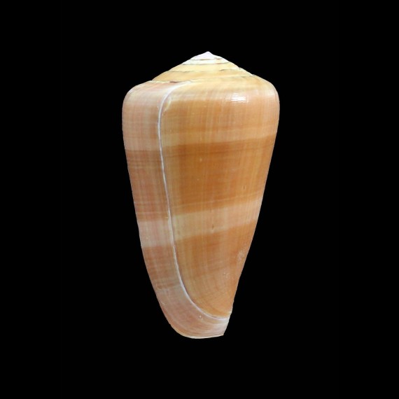 lohri 53,0mm SUPERB