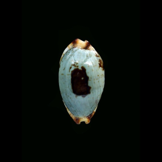 stolida salaryensis 29,7mm
