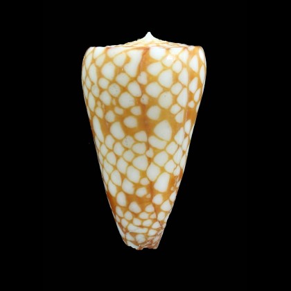 marchionatus 55,0mm ORANGE COLOR