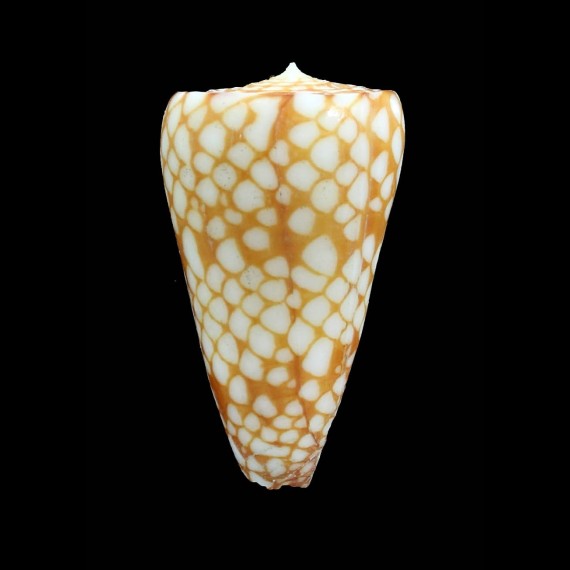 marchionatus 55,0mm ORANGE COLOR