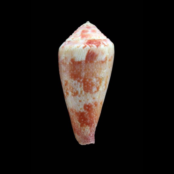 pertusus elodieallaryae 38,0mm