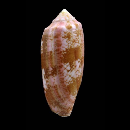 eldredi 51,0mm LIVE