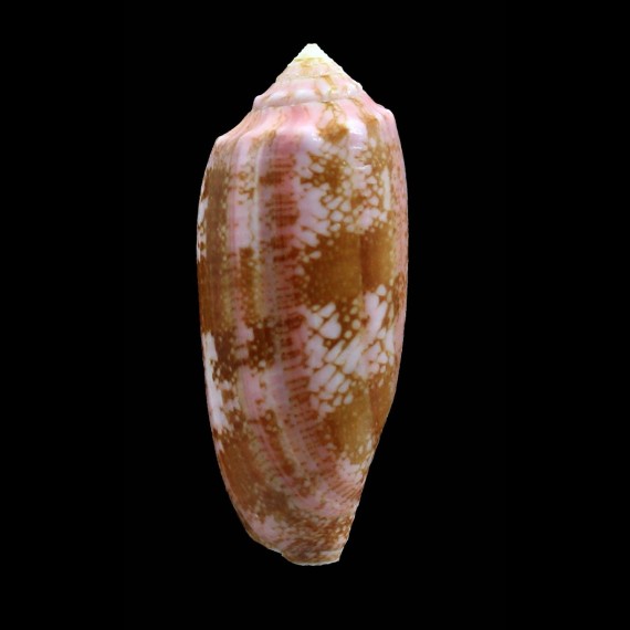 eldredi 51,0mm LIVE