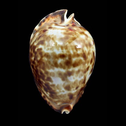 friendii vercoi insulata 88,0mm BIG