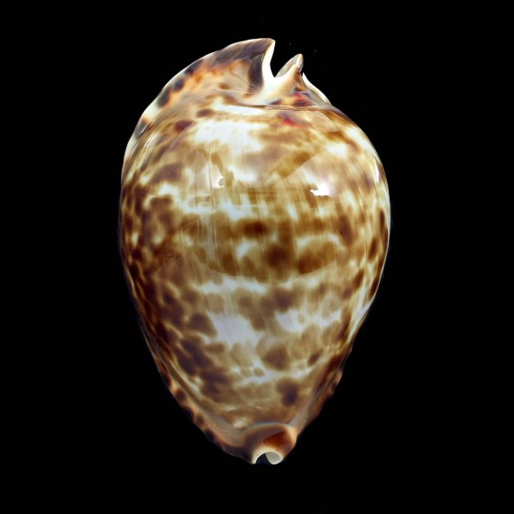 friendii vercoi insulata 88,0mm BIG