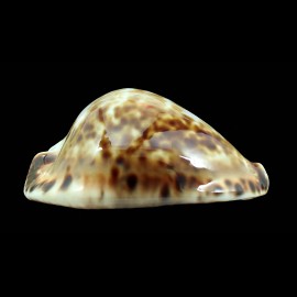friendii vercoi insulata 88,0mm BIG