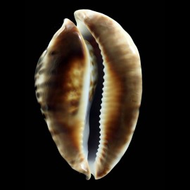 friendii vercoi insulata 88,0mm BIG