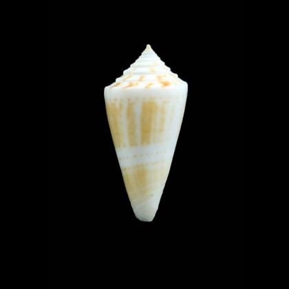 tranthami 28,0mm RARE