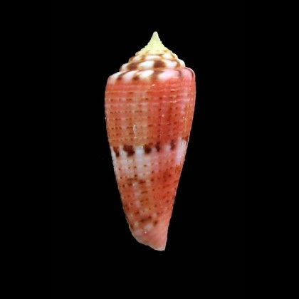 granualtus 28,5mm