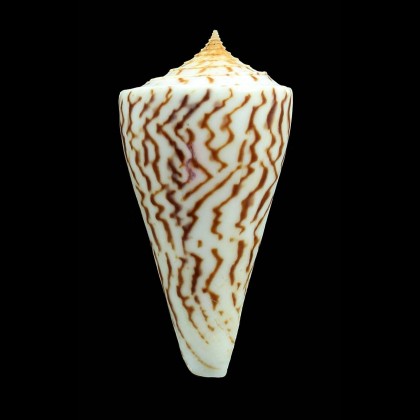 emarginatus 68,3mm
