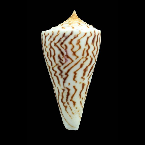 emarginatus 68,3mm