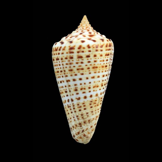 spurius lorenzianus 70,0mm