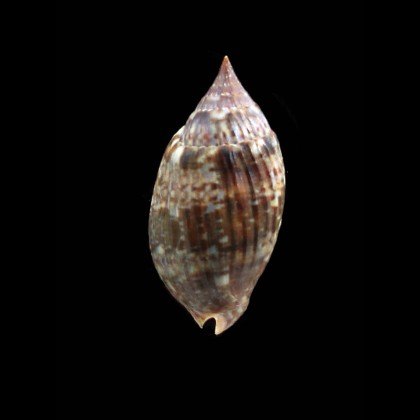 barnesi 39,5mm BIG