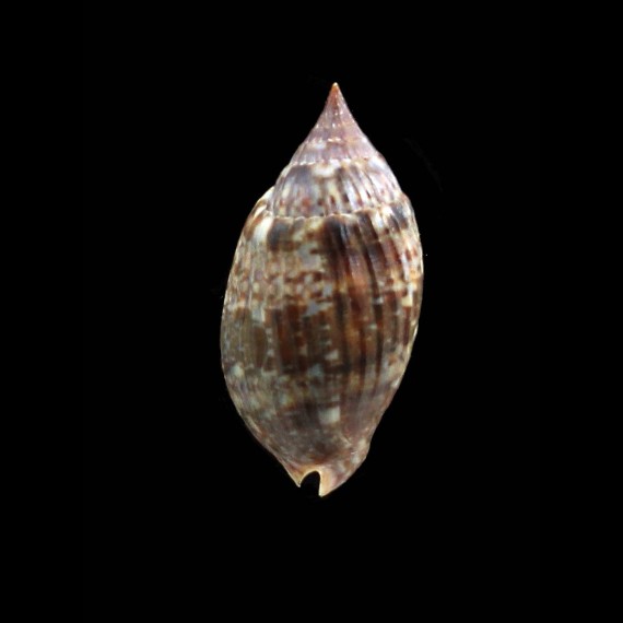 barnesi 39,5mm BIG
