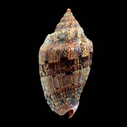 polypleura 80,0mm