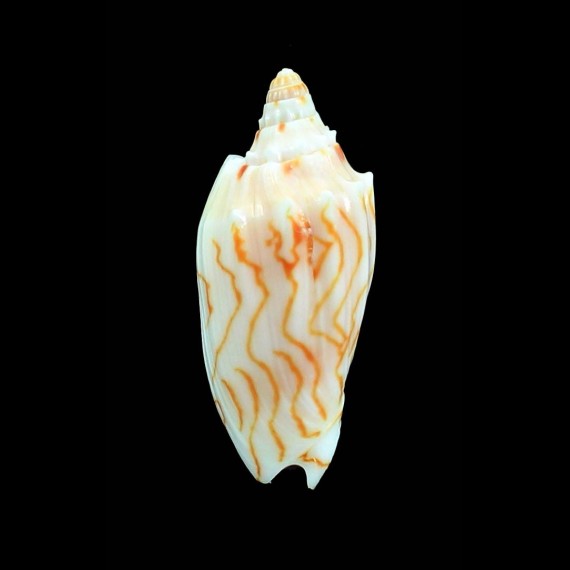 perplicata 56,0mm